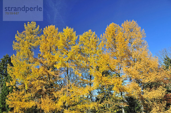 Herbstlich gefärbte Lärchen (Larix)  Aussichtspunkt Hofmannsruh  Oberstdorf  Allgäuer Alpen  Oberallgäu  Bayern  Deutschland  Europa  ÖffentlicherGrund