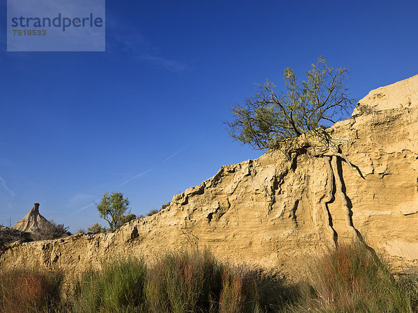 Busch mit langer Wurzel in der charakteristischen bizarren Landschaft der Halbwüste Bardenas Reales  die zu einem großen Teil aus ockerfarbenem Lehm besteht  UNESCO Biosphärenreservat  Navarra  Nordspanien  Spanien  Europa  ÖffentlicherGrund