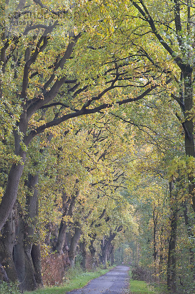 Eichenallee  Eichen (Quercus robur)  Haren  Emsland  Niedersachsen  Deutschland  Europa
