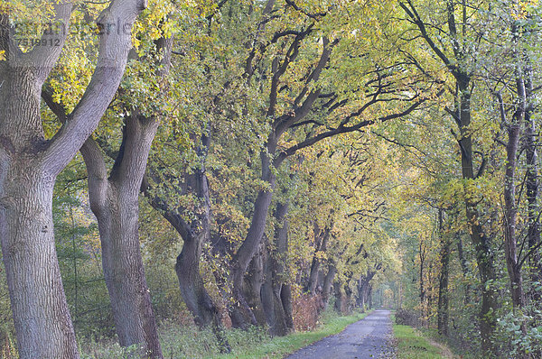 Eichenallee  Eichen (Quercus robur)  Haren  Emsland  Niedersachsen  Deutschland  Europa