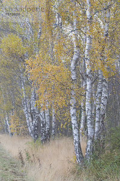 Birken (Betula pendula) im Herbst  Heseper Moor  Emsland  Niedersachsen  Deutschland  Europa