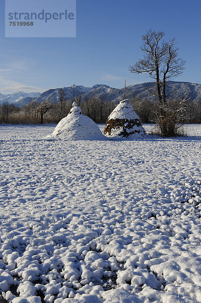 Heunocken  Heuhaufen  Strohdrischel  im Winter im Murnauer Moors  Murnau  Pfaffenwinkel  Oberbayern  Bayern  Deutschland  Europa