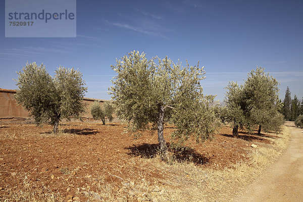 Olivenbäume auf dem Plateau der Sabika  Granada  Andalusien  Spanien  Europa  ÖffentlicherGrund
