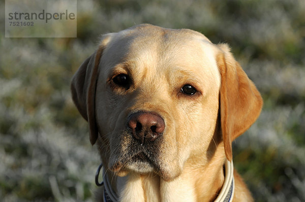 Gelber Labrador Retriever  Portrait