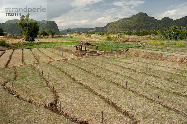 Reisfelder  Nordthailand  Thailand  Asien