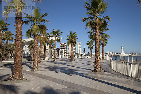 Palmen auf der Promenade im Hafen  Palmerial de las Sorpresas  M·laga  Costa del Sol  Andalusien  Spanien  Europa  ÖffentlicherGrund