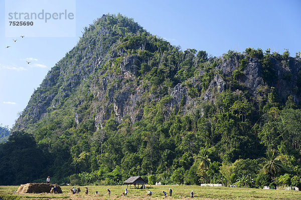 Stoppelfeld  abgeerntes Reisfeld  Feldarbeit  Mae Hong Son Provinz  Nordthailand  Thailand  Asien