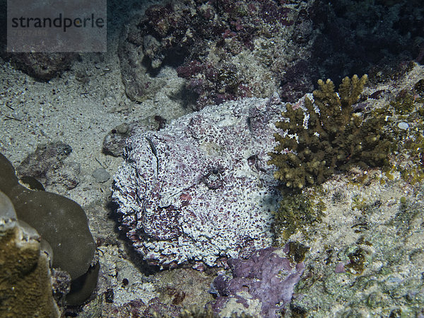 Steinfisch (Synanceia verrucosa)  einer der giftigsten Fischen der Welt  Mangrove Bay  Rotes Meer  Ägypten  Afrika