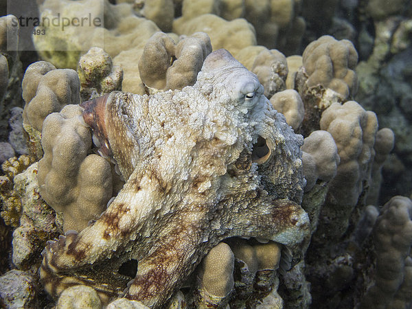 Roter Krake (Octopus cyaneus)  Mangrove Bay  Rotes Meer  Ägypten  Afrika