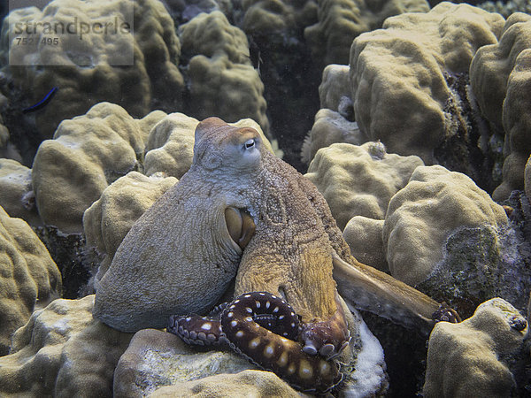 Roter Krake (Octopus cyaneus)  Mangrove Bay  Rotes Meer  Ägypten  Afrika