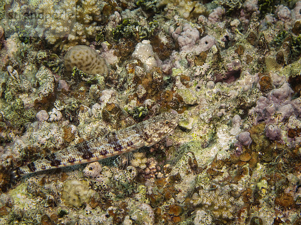Sand-Eidechsenfisch (Synodus dermatogenys)  Mangrove Bay  Rotes Meer  Ägypten  Afrika