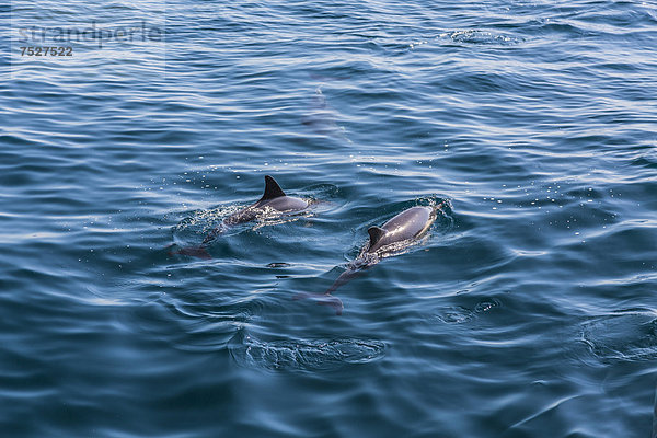 Langschnäuzige Gemeine Delfine (Delphinus capensis)  Dolphin Watching  offenes Meer  Atlantik  Lagos  Algarve  Portugal  Europa