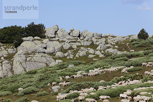 Schafherde im Weiler Bellecoste  die Causses und die Cevennen  UNESCO-Weltkulturerbe  Parc National des Cevennes  Cevennen-Nationalpark  UNESCO-Biosphärenreservat  Mont LozËre  Le Pont-de-Montvert  Lozere  Languedoc-Roussillon  Frankreich  Europa