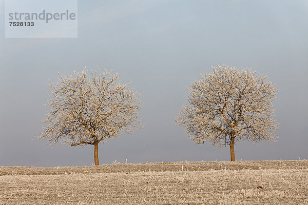Zwei bereifte Bäume im Winter  Puy de Dome  Auvergne  Frankreich  Europa