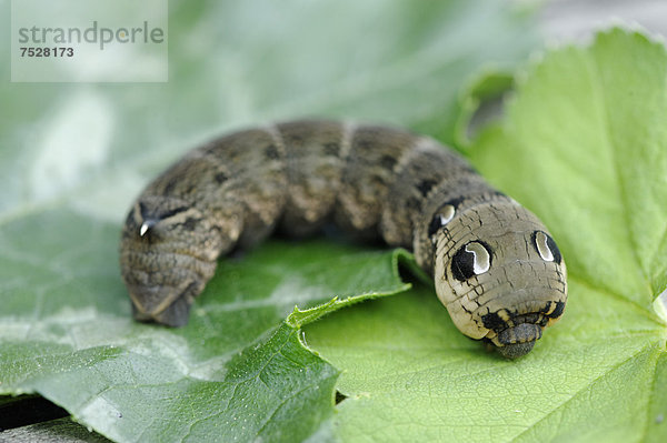 Raupe Mittlerer Weinschwärmer (Deilephila elpenor)