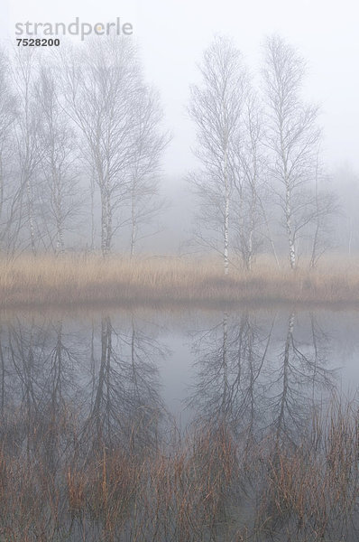 Nebel im holländischen Hochmoorreservat Bargerveen  Niederlande  Europa