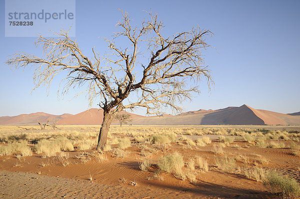Morgenstimmung  Kameldornbaum (Acacia erioloba) nahe Düne 45  Dünenlandschaft  Tsauchab-Tal