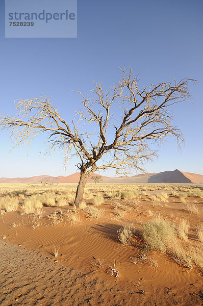 Morgenstimmung  Kameldornbaum (Acacia erioloba) nahe Düne 45  Dünenlandschaft  Tsauchab-Tal