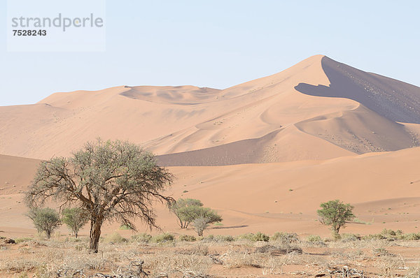 Eine der höchsten Dünen im Sossusvlei  Dünenlandschaft