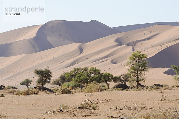 Eine der höchsten Dünen im Sossusvlei  Dünenlandschaft