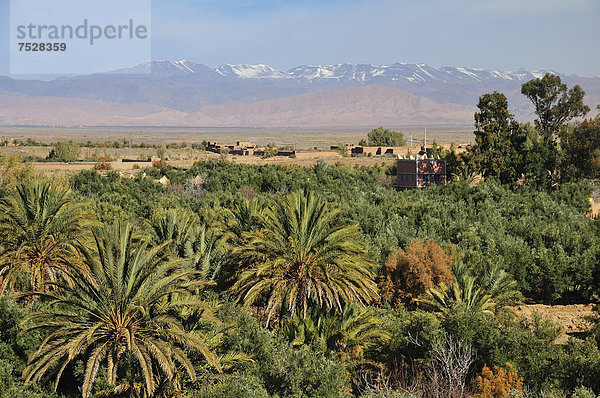 Palmen im Draa-Tal vor der Kulisse des Hohen Atlas  Ouarzazate  Marokko  Afrika