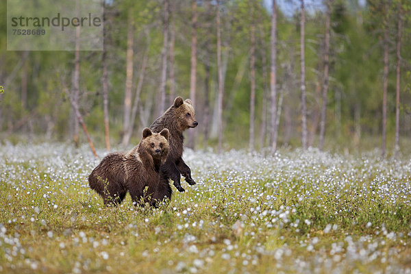 Braunbären (Ursus arctos) im Moor mit Wollgras  Finnland   Europa