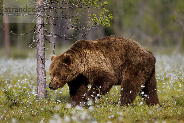 Braunbär (Ursus arctos) im Moor mit Wollgras  Finnland   Europa