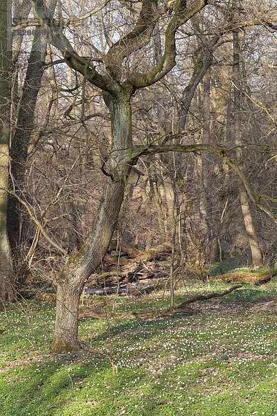 Buschwindröschen (Anemone nemorosa)  Massenblüte  Hessen  Deutschland  Europa