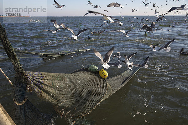 Krabben-Trawler der Alabama Fisheries Cooperative. Möwen und Pelikane fliegen über dem Schleppnetz. Mobile Bay  Alabama  USA