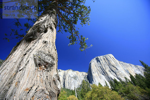 'Ansicht des Berges ''El Capitan''  eine der bedeutendsten Kletterrouten ''The Nose'' befindet sich an dieser Steilwand aus Granit  Yosemite National Park  Kalifornien  USA'