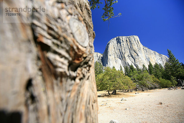 'Ansicht des Berges ''El Capitan''  eine der bedeutendsten Kletterrouten ''The Nose'' befindet sich an dieser Steilwand aus Granit  Yosemite National Park  Kalifornien  USA'