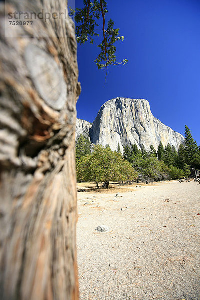 'Ansicht des Berges ''El Capitan''  eine der bedeutendsten Kletterrouten ''The Nose'' befindet sich an dieser Steilwand aus Granit  Yosemite National Park  Kalifornien  USA'