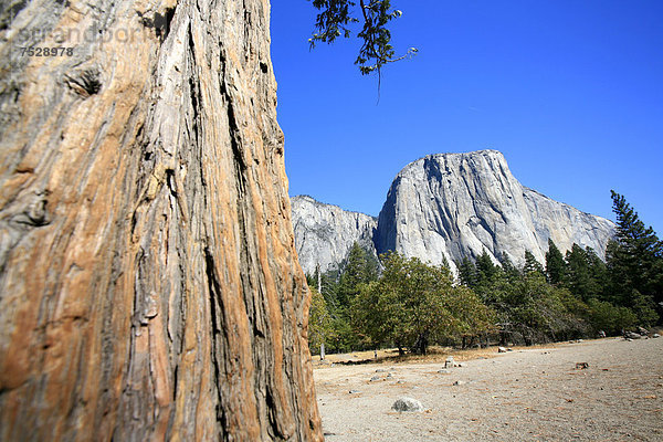 'Ansicht des Berges ''El Capitan''  eine der bedeutendsten Kletterrouten ''The Nose'' befindet sich an dieser Steilwand aus Granit  Yosemite National Park  Kalifornien  USA'