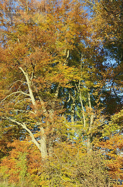 Buchenlaub in Herbstfärbung  bei Gollenshausen  Chiemgau  Bayern  Deutschland  Europa