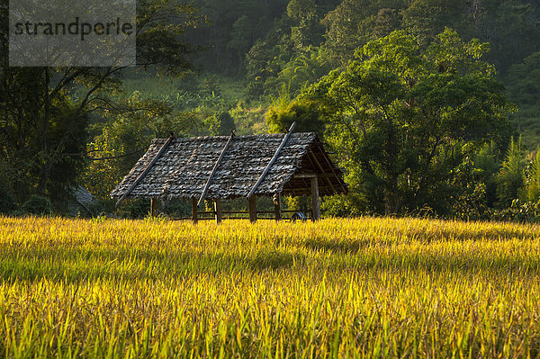 Sonnenschutzhütte  Reisfeld  Pang Mapha oder Soppong Umgebung  Mae Hong Son Provinz  Nordthailand  Thailand  Asien