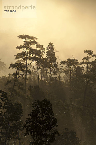 Dschungel im Nebel  Sonnenaufgang  Pang Mapha oder Soppong Umgebung  Mae Hong Son Provinz  Nordthailand  Thailand  Asien