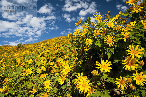 Mexikanische Sonnenblumen (Tithonia diversifolia)  Thung Dok Bua Tong  Amphoe Khun Yuam  Mae Hong Son Provinz  Nordthailand  Thailand  Asien