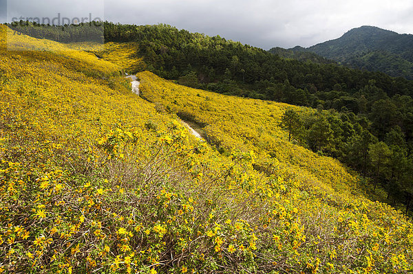 Straße durch Feld  Mexikanische Sonnenblumen (Tithonia diversifolia)  Thung Dok Bua Tong  Amphoe Khun Yuam  Mae Hong Son Provinz  Nordthailand  Thailand  Asien