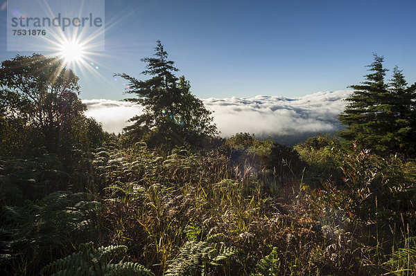 Nebel  Gegenlicht  Sonne  Doi Inthanon Nationalpark  Chiang Mai Provinz  Nordthailand  Thailand  Asien