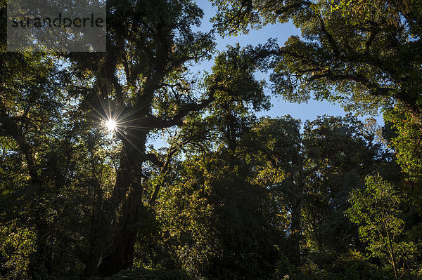 Wald im Gegenlicht  Doi Inthanon Nationalpark  Chiang Mai Provinz  Nordthailand  Thailand  Asien