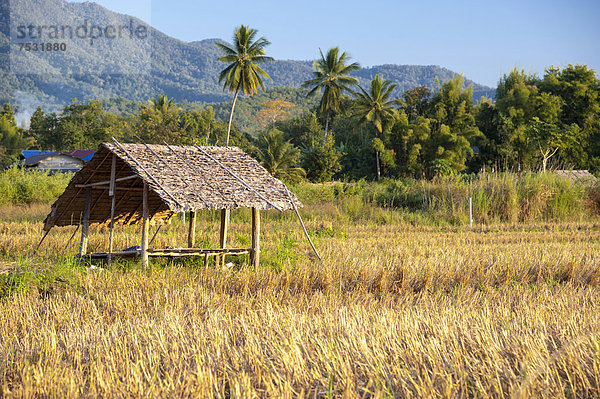 Sonnenschutzhütte  abgeerntes Reisfeld  Nordthailand  Thailand  Asien