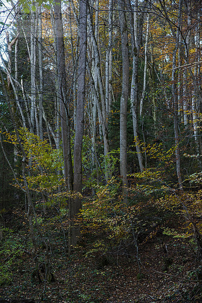 Herbstwald  Mischwald  Bayern  Deutschland  Europa