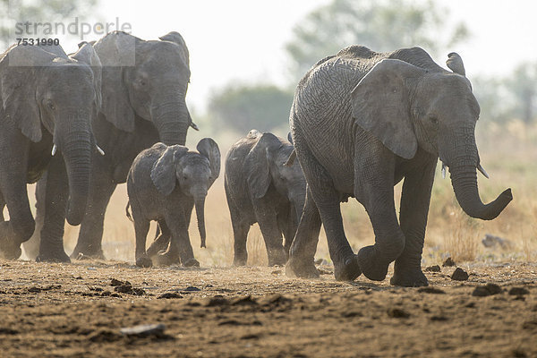 Afrikanische Elefanten (Loxodonta africana)  Khaudum National Park  Namibia  Afrika