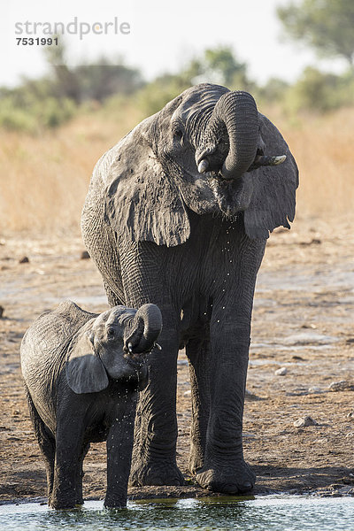 Afrikanischer Elefant (Loxodonta africana) mit Jungtier  Khaudum National Park  Namibia  Afrika