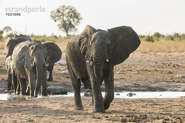 Afrikanische Elefanten (Loxodonta africana)  Khaudum National Park  Namibia  Afrika