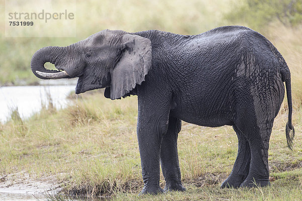 Afrikanischer Elefant (Loxodonta africana)  Madumu National Park  Caprivi-Streifen  Namibia  Afrika