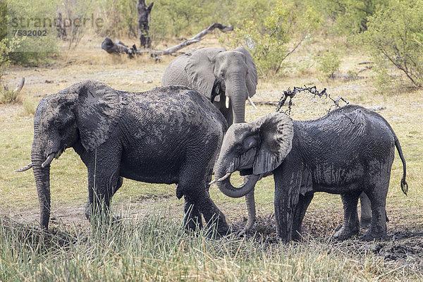 Afrikanische Elefanten (Loxodonta africana)  Madumu National Park  Caprivi-Streifen  Namibia  Afrika
