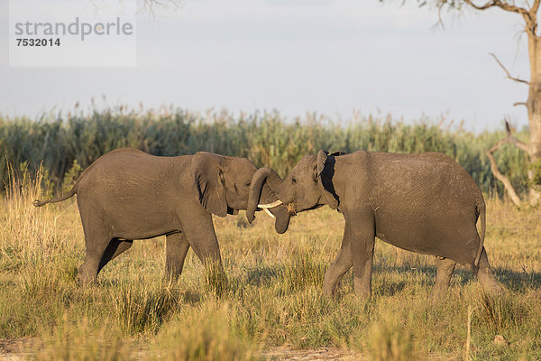 Afrikanische Elefanten (Loxodonta africana)  Mamili National Park  Caprivi-Streifen  Namibia  Afrika