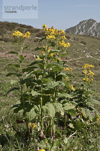 Alpen-Kreuzkraut (Senecio cordatus)  Kanisfluhgebiet  Mellau  Österreich  Europa