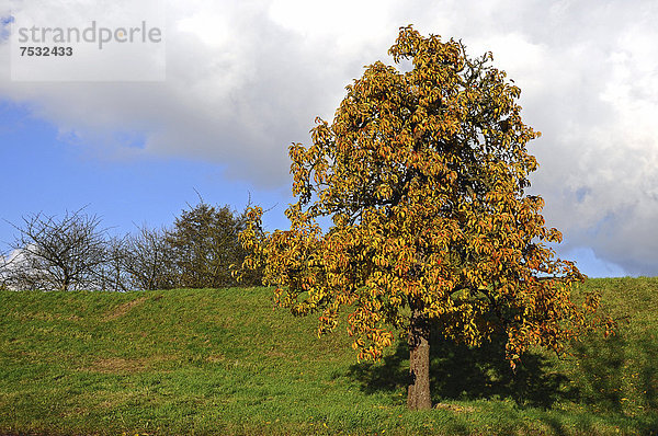 Birnenbaum (Pyrus) am Lühedeich  Borstel  Altes Land  Niedersachsen  Deutschland  Europa